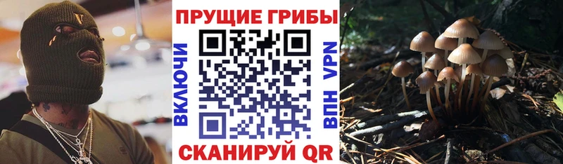 Галлюциногенные грибы Psilocybe  blacksprut ссылки  Кувшиново 